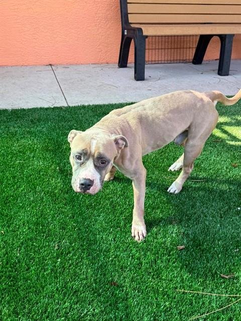 HANK - American Pit Bull Terrier available for adoption