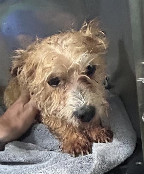 HARLEY - Yorkshire Terrier Yorkie available for adoption