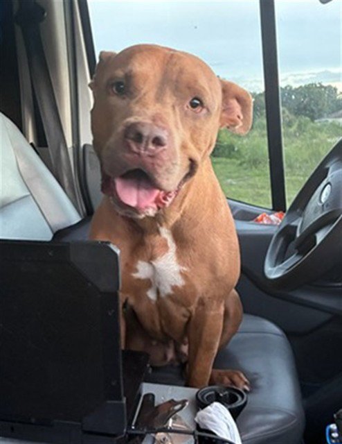 TIKI - Pit Bull Terrier for adoption in Cape Coral