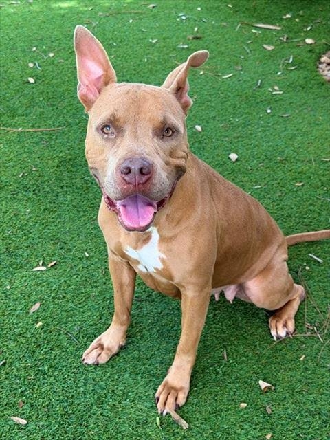 TIKI - Pit Bull Terrier available for adoption