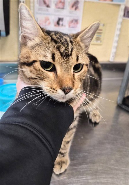 EDDY - Domestic Short Hair available for adoption