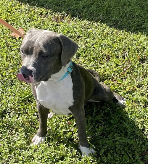 NITRO - Pit Bull Terrier available for adoption