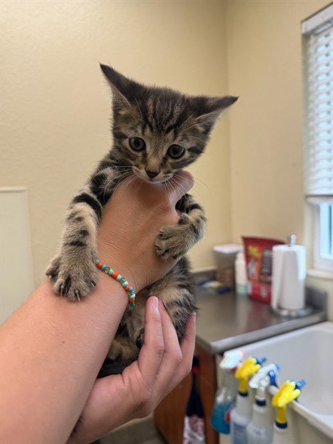 NOAH - Domestic Short Hair available for adoption
