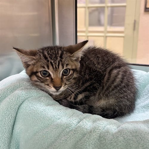 TOMMY - Domestic Short Hair available for adoption