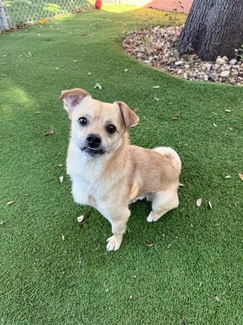 COOPER - Chihuahua available for adoption