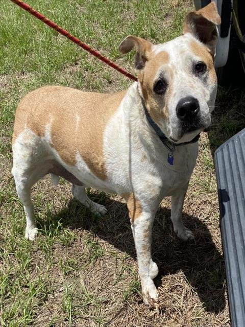 COOPER - Australian Cattle Dog/Blue Heeler available for adoption