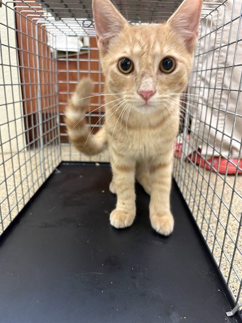LOUIE Image