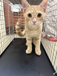 LOUIE - Photo 1