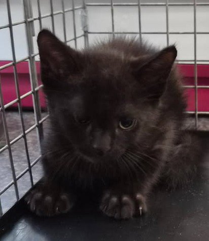TOM - Domestic Short Hair available for adoption