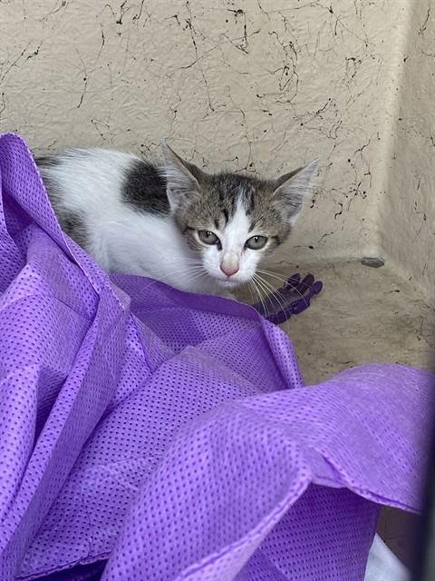 DRACO - Domestic Short Hair available for adoption