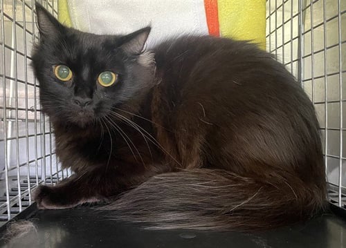 CLEO - Domestic Long Hair available for adoption