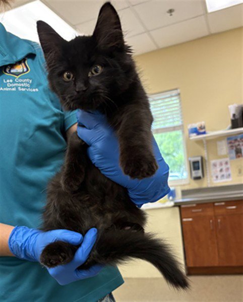 GIMLI - Domestic Medium Hair available for adoption