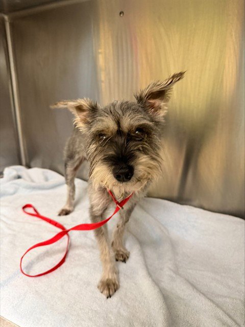 MAX - Miniature Schnauzer available for adoption