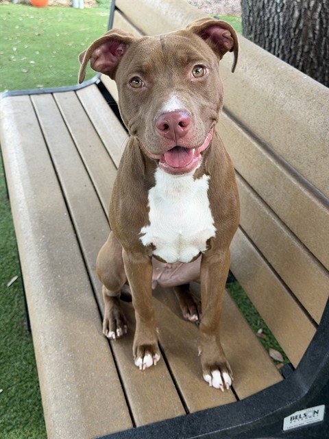 STAR - Pit Bull Terrier available for adoption