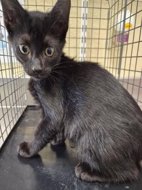 KODA - Domestic Short Hair available for adoption