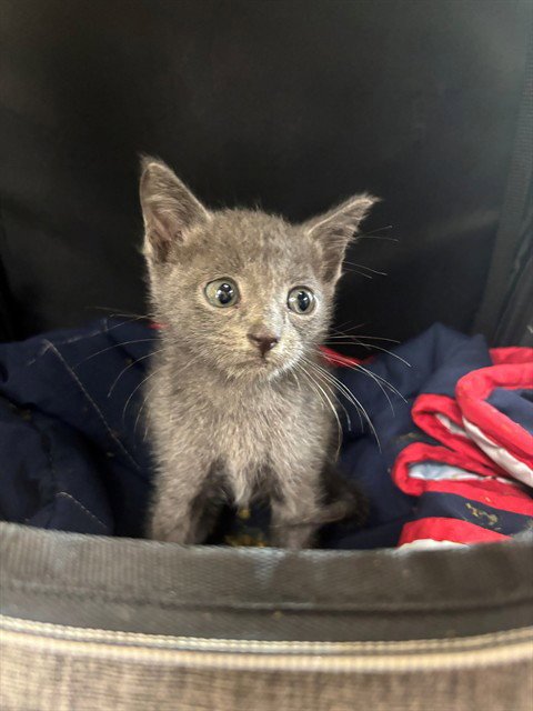 DEAN - Domestic Short Hair available for adoption