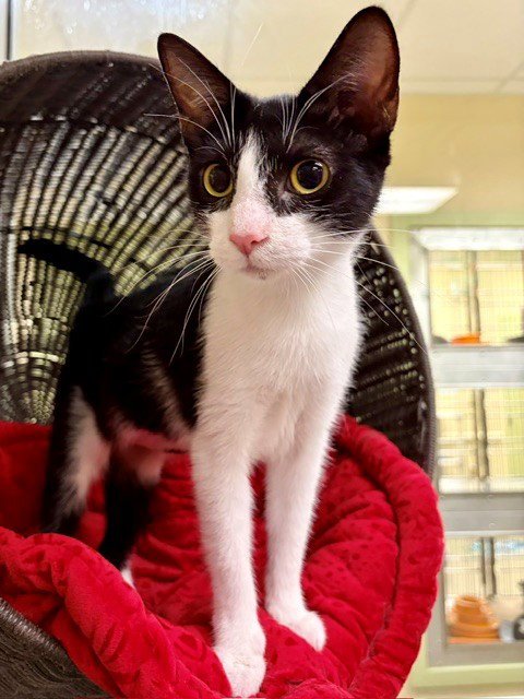 RAZZLE - Domestic Short Hair available for adoption