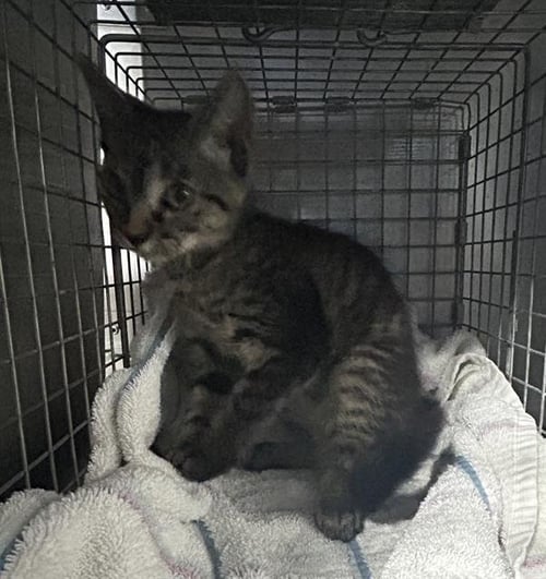 SADIE - Domestic Short Hair available for adoption