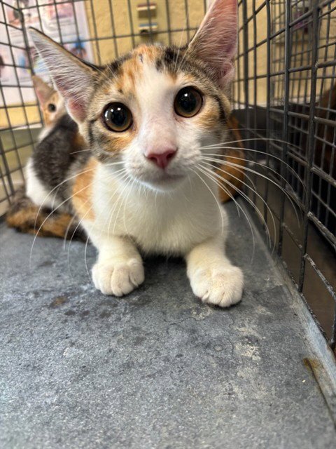 MARLOW - Domestic Short Hair available for adoption