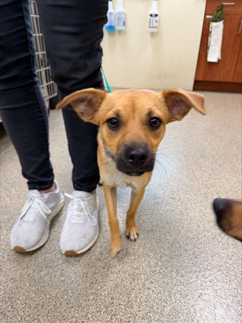 BISCOTTI - Chihuahua available for adoption