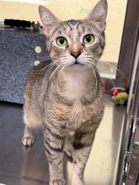 CHICKPEA - Domestic Short Hair available for adoption