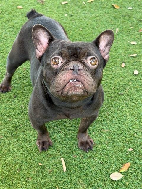 GHIRADELLI - French Bulldog available for adoption