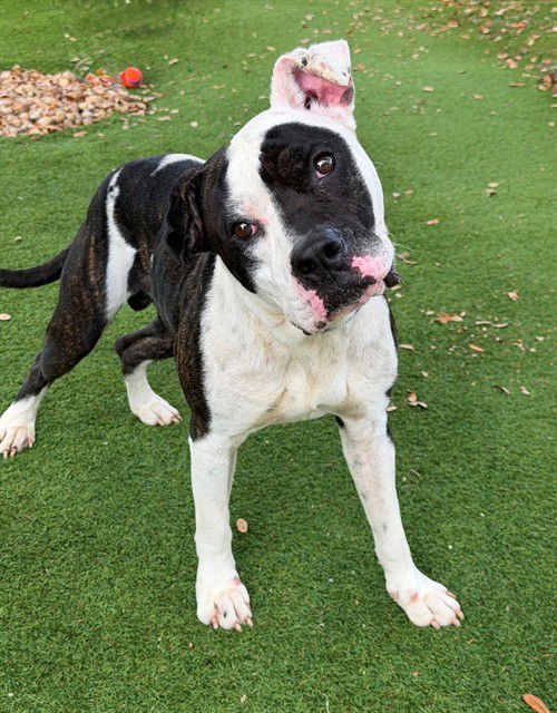 GARRETT - American Bulldog for adoption in Cape Coral