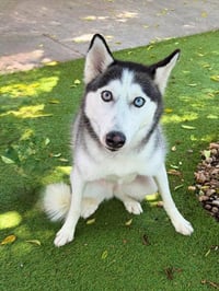 LAYLA - Photo 1