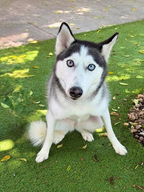 LAYLA - Siberian Husky available for adoption