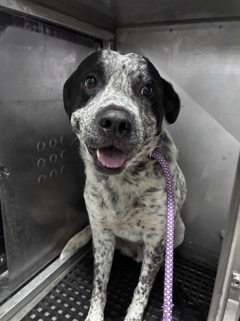 COOPER - Australian Cattle Dog/Blue Heeler for adoption in Cape Coral
