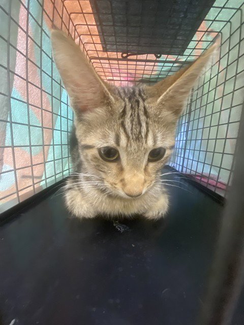 BLUEBERRY - Domestic Short Hair available for adoption
