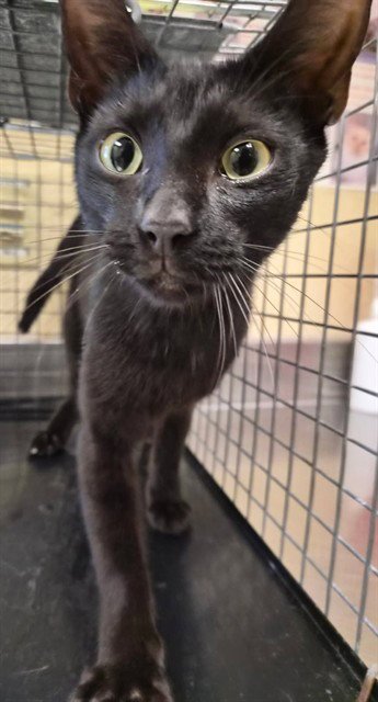 JILL - Domestic Short Hair available for adoption