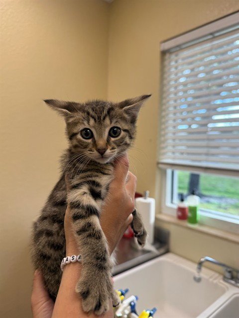 LEVI - Domestic Short Hair available for adoption
