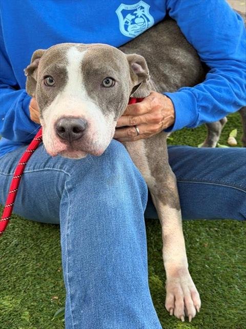 LORD BEAUMONT - Pit Bull Terrier available for adoption