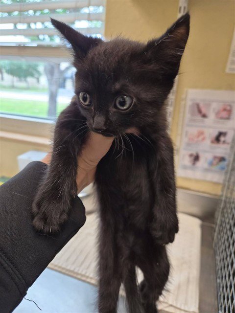 COLE - Domestic Short Hair available for adoption