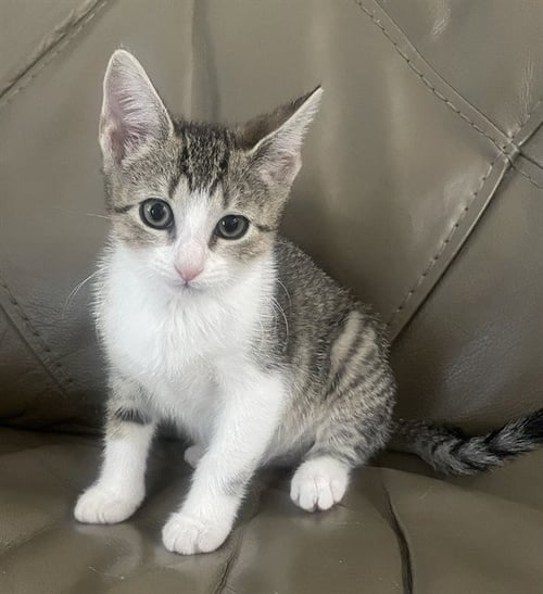 PEARL - Domestic Short Hair available for adoption
