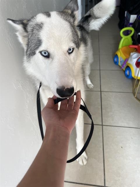 YUKON - Siberian Husky for adoption in Cape Coral