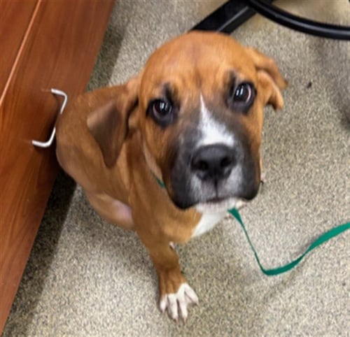 MOOSE - Boxer available for adoption