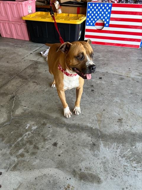 BONDO - Bulldog available for adoption