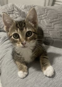 GINGER - Photo 1