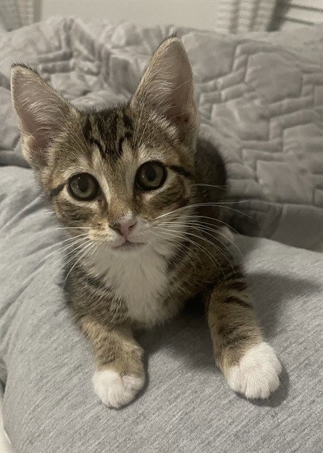 GINGER - Domestic Short Hair available for adoption