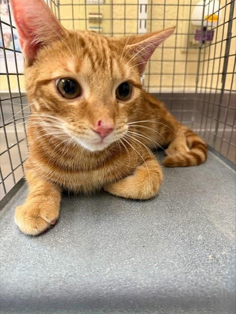 BAGEL BITES - Domestic Short Hair available for adoption
