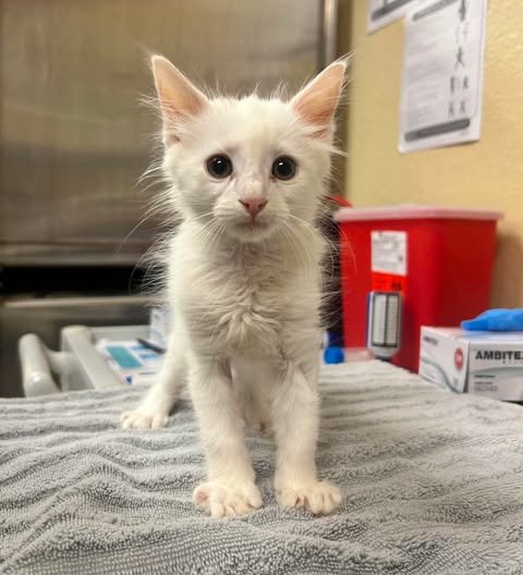 CIRRUS - Domestic Short Hair available for adoption