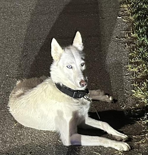 LUNA - Siberian Husky for adoption in Cape Coral