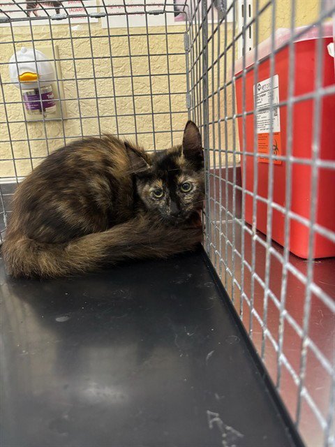 ZOLA - Domestic Medium Hair available for adoption