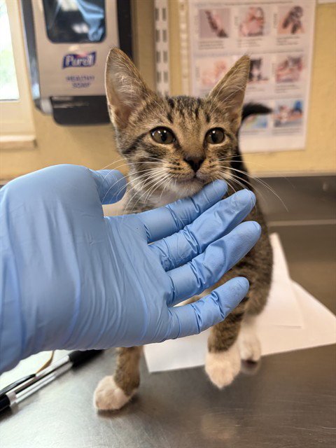 MILO - Domestic Short Hair available for adoption
