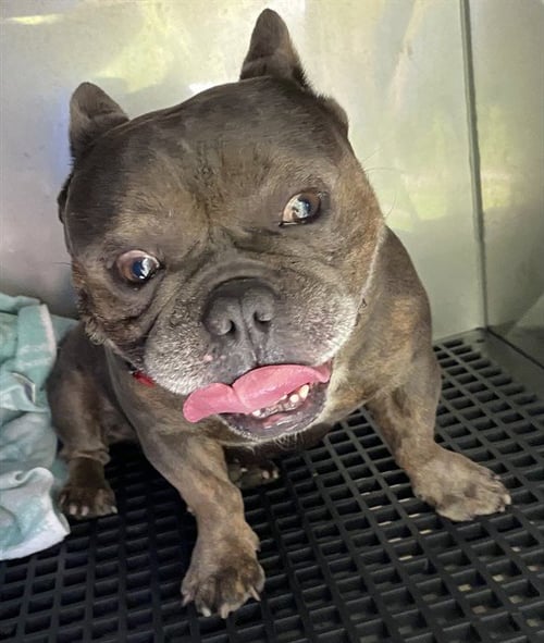 MAKO - French Bulldog for adoption in Cape Coral