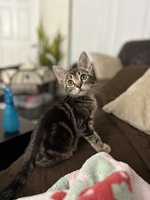 STORMI Image