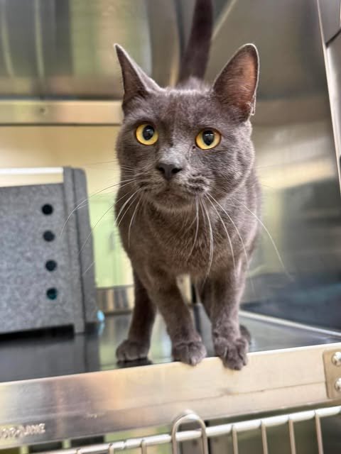 SULLEY - Domestic Short Hair available for adoption