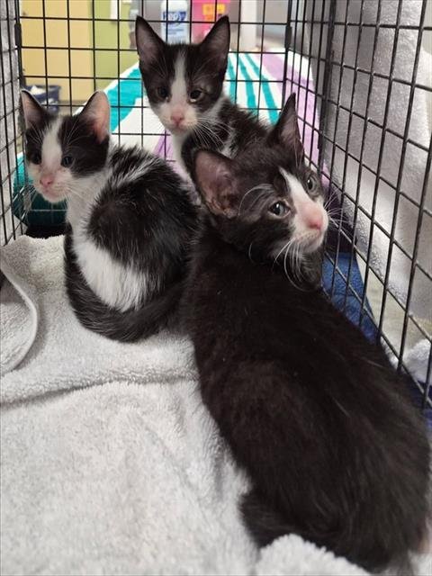 BENNY - Domestic Short Hair available for adoption